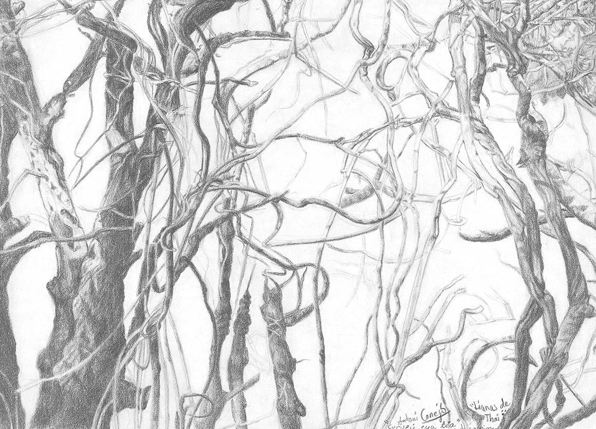 Lianas en la selva de Thailandia dibujo 